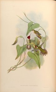 Selasphorus platycercus de John Gould